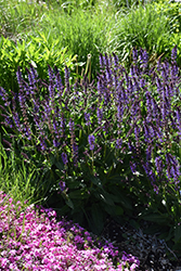 Violet Riot Sage (Salvia nemorosa 'Violet Riot') at English Gardens