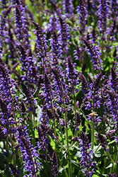 Violet Riot Sage (Salvia nemorosa 'Violet Riot') at English Gardens