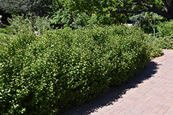 Alpine Currant (Ribes alpinum) at English Gardens