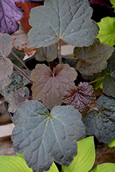 Northern Exposure Black Coral Bells (Heuchera 'TNHEUNEB') at English Gardens