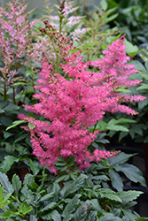 Younique Cerise Astilbe (Astilbe 'Verscerise') at English Gardens
