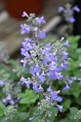 Picture Purrfect Catmint (Nepeta 'Picture Purrfect') at English Gardens