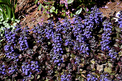 Black Scallop Bugleweed (Ajuga reptans 'Black Scallop') at English Gardens