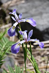 Blue Flag Iris (Iris versicolor) at English Gardens