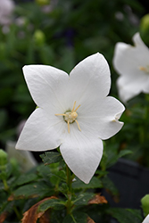 Pop Star White Balloon Flower (Platycodon grandiflorus 'Pop Star White') at English Gardens