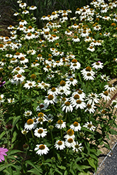 PowWow White Coneflower (Echinacea purpurea 'PowWow White') at English Gardens