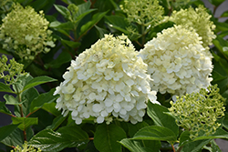 Fire Light Tidbit Hydrangea (Hydrangea paniculata 'SMNHPK') at English Gardens
