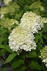 Little Lime Punch Hydrangea (Hydrangea paniculata 'SMNHPH') at English Gardens