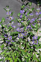 Beyond Midnight Caryopteris (Caryopteris x clandonensis 'CT-9-12') at English Gardens