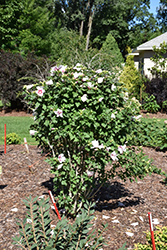 Paraplu Pink Ink Rose of Sharon (Hibiscus syriacus 'Minsywhi07') at English Gardens