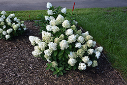 Quick Fire Fab Hydrangea (Hydrangea paniculata 'SMNHPM') at English Gardens