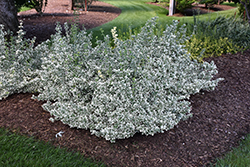 White Album Wintercreeper (Euonymus fortunei 'Alban') at English Gardens