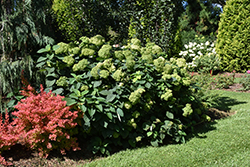 Invincibelle Sublime Smooth Hydrangea (Hydrangea arborescens 'SMNHRL') at English Gardens