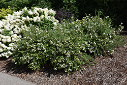 Happy Face White Potentilla (Potentilla fruticosa 'White Lady') at English Gardens