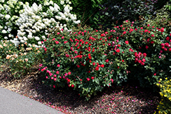 Oso Easy Double Red Rose (Rosa 'Meipeporia') at English Gardens