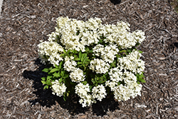 Tiny Quick Fire Hydrangea (Hydrangea paniculata 'SMNHPSB') at English Gardens