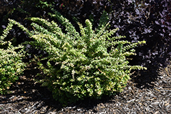Sunjoy Sequins Japanese Barberry (Berberis thunbergii 'Arlene') at English Gardens