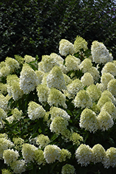 Limelight Prime Hydrangea (Hydrangea paniculata 'SMNHPPH') at English Gardens