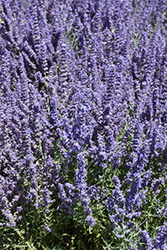 Denim 'n Lace Russian Sage (Perovskia atriplicifolia 'Denim 'n Lace') at English Gardens