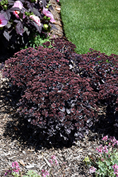 Rock 'N Grow Back in Black Stonecrop (Sedum 'Back In Black') at English Gardens