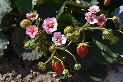 Berried Treasure Pink Strawberry (Fragaria ananassa 'Berried Treasure Pink') at English Gardens