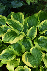 Twin Cities Hosta (Hosta 'Twin Cities') at English Gardens