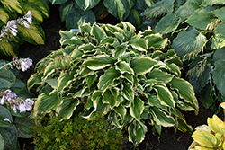 Shadowland Voices In The Wind Hosta (Hosta 'Voices In The Wind') at English Gardens