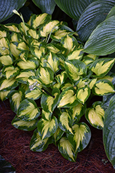 Shadowland Etched Glass Hosta (Hosta 'Etched Glass') at English Gardens