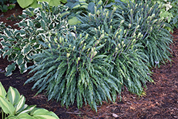 Silly String Hosta (Hosta 'Silly String') at English Gardens