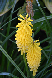 Pyromania Solar Flare Torchlily (Kniphofia 'Solar Flare') at English Gardens
