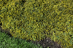 Little Miss Sunshine Stonecrop (Sedum 'Little Miss Sunshine') at English Gardens
