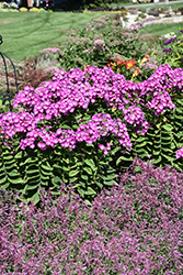 Garden Girls Cover Girl Garden Phlox (Phlox paniculata 'Cover Girl') at English Gardens
