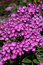 Garden Girls Cover Girl Garden Phlox (Phlox paniculata 'Cover Girl') at English Gardens