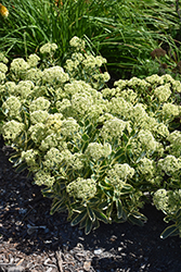 Frosted Fire Stonecrop (Sedum 'Frosted Fire') at English Gardens
