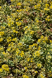 Rock 'N Low Boogie Woogie Stonecrop (Sedum 'Boogie Woogie') at English Gardens