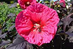 Summerific Evening Rose Hibiscus (Hibiscus 'Evening Rose') at English Gardens