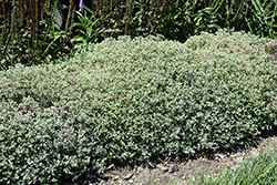 Steel The Show Stonecrop (Sedum 'Steel The Show') at English Gardens