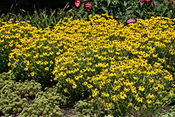 American Gold Rush Coneflower (Rudbeckia 'American Gold Rush') at English Gardens