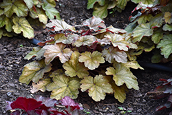 Carnival Coffee Bean Coral Bells (Heuchera 'Coffee Bean') at English Gardens