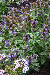 Prelude Blue Catmint (Nepeta subsessilis 'Balneplud') at English Gardens
