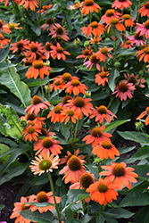 Sombrero Fiesta Orange Coneflower (Echinacea 'Balsomstor') at English Gardens