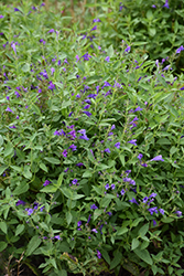 Prelude Purple Catmint (Nepeta subsessilis 'Balprelurp') at English Gardens