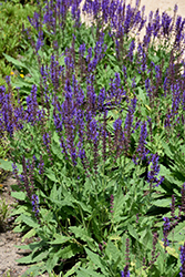 Blue By You Meadow Sage (Salvia nemorosa 'Balsalbyu') at English Gardens