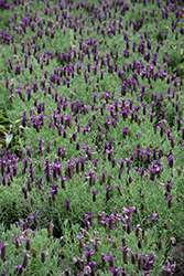 Primavera Lavender (Lavandula stoechas 'Anouk Deluxe 1225') at English Gardens