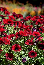 Supertunia Black Cherry Petunia (Petunia 'USTUN3003') at English Gardens