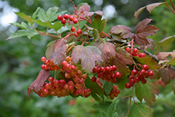 Wentworth Highbush Cranberry (Viburnum trilobum 'Wentworth') at English Gardens