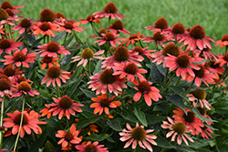 Sombrero Flamenco Orange Coneflower (Echinacea 'Balsomenco') at English Gardens