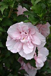 Pink Chiffon Rose of Sharon (Hibiscus syriacus 'JWNWOOD4') at English Gardens