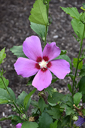 Purple Satin Rose of Sharon (Hibiscus syriacus 'ILVOPS') at English Gardens