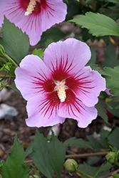 Orchid Satin Rose of Sharon (Hibiscus syriacus 'ILVO347') at English Gardens